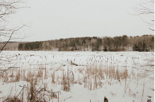 A snowy landscape with a frozen lake, surrounded by trees and tall grasses, under a gray sky.
