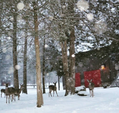 A snowy landscape with several deer near a rustic cabin surrounded by tall trees and falling snowflakes.