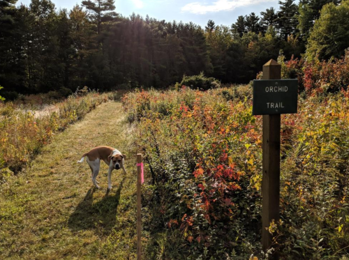 A dog walks along a path marked "Orchid Trail" surrounded by colorful foliage and trees.