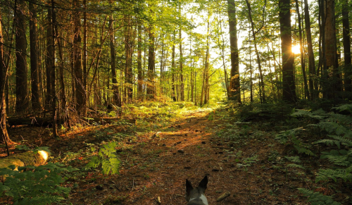A sunlit forest path surrounded by trees and ferns, with a dog's ears visible in the foreground.