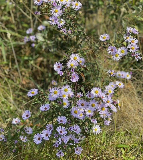 A cluster of purple and white daisies blooming amidst green grass and foliage.