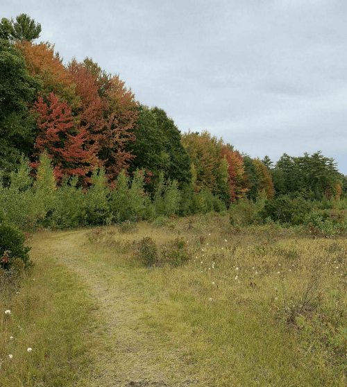 A winding path through a grassy area, bordered by trees displaying autumn colors of red and orange under a cloudy sky.