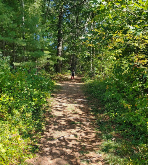 A narrow dirt path winds through a lush green forest, with sunlight filtering through the trees.