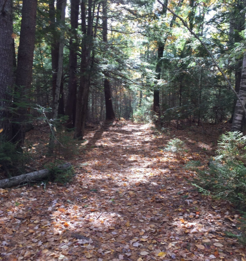 A serene forest path covered in fallen leaves, surrounded by tall trees and dappled sunlight filtering through the branches.