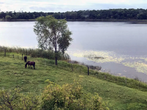Two horses graze on a grassy shore beside a calm river, with trees and greenery in the background.