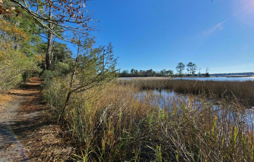 A serene path lined with trees leads to a calm waterway, surrounded by tall grasses under a clear blue sky.