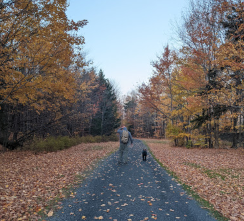A person walks a dog along a leaf-covered path surrounded by autumn trees.
