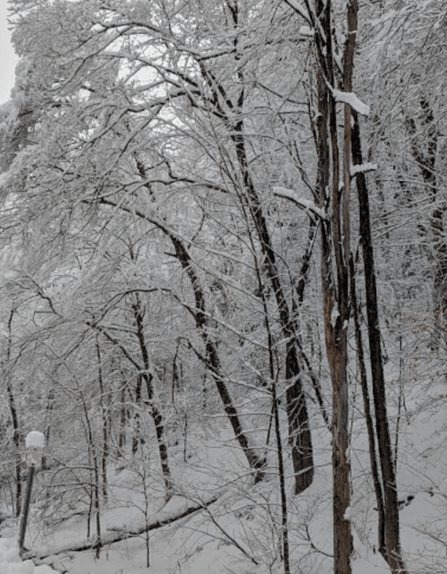 A serene winter scene with snow-covered trees and a quiet, white landscape.