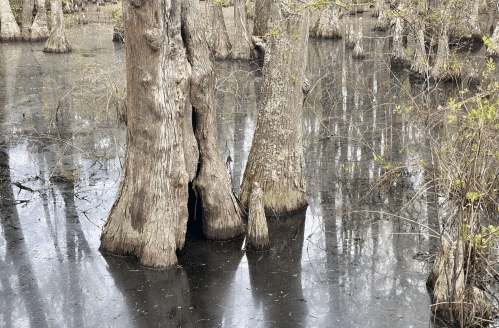 Cypress trees rise from dark, still water in a tranquil swamp setting, surrounded by bare branches and soft greenery.
