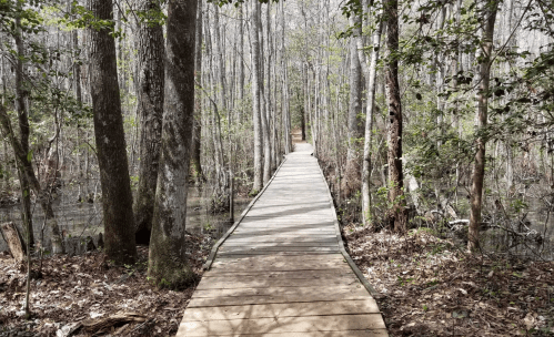 A wooden boardwalk winding through a serene forest with tall trees and a wetland area.