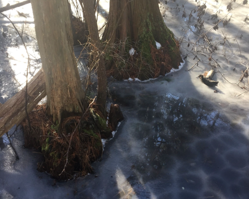 Two tree trunks partially submerged in icy water, surrounded by frozen patches and reflections of sunlight.