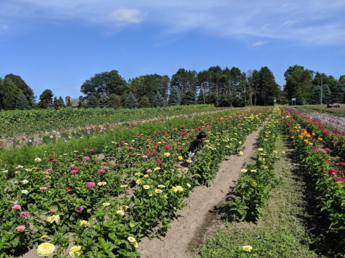 A child explores a vibrant flower field filled with colorful blooms under a clear blue sky.