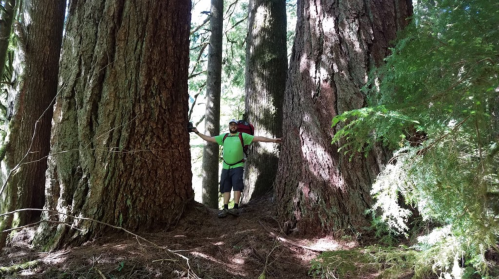 A person in a green shirt stands between two large trees in a forest, arms outstretched, enjoying nature.