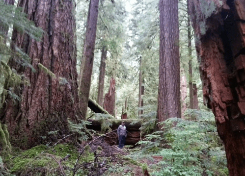 A person stands among towering trees in a lush, green forest, surrounded by moss and fallen logs.