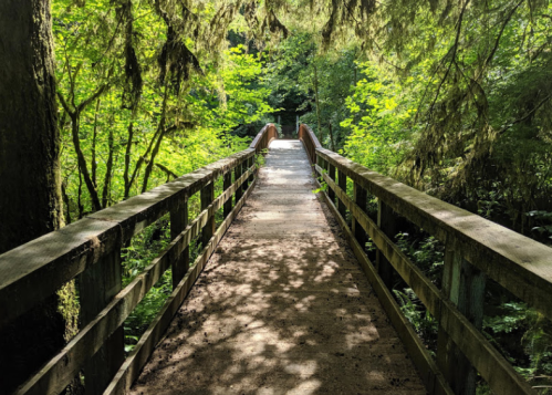 A wooden bridge leads through a lush, green forest, dappled sunlight filtering through the trees.