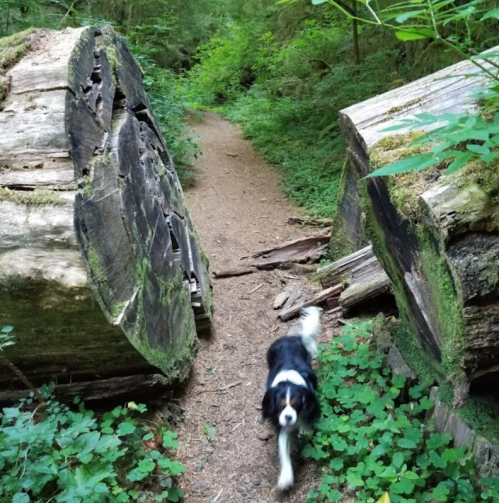 A dog walks along a narrow path between two large fallen logs in a lush, green forest.