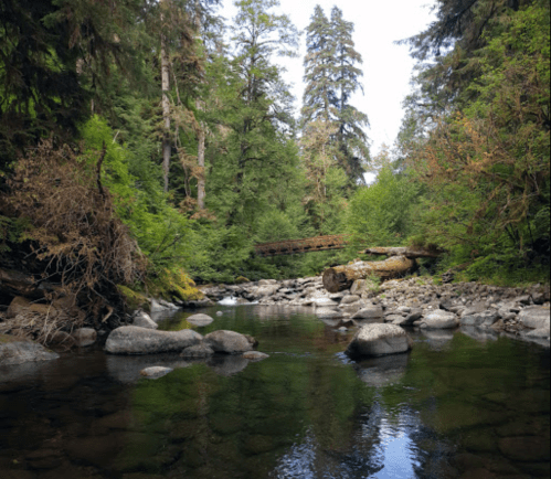 A serene forest scene with a clear stream, smooth stones, and tall trees reflecting in the water.