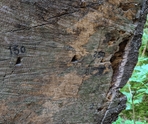 Close-up of a weathered wooden surface with two numbers, 150 and 250, marked on it, surrounded by greenery.