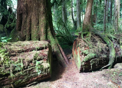 Two large, moss-covered tree stumps in a lush, green forest with tall trees and dense foliage surrounding them.