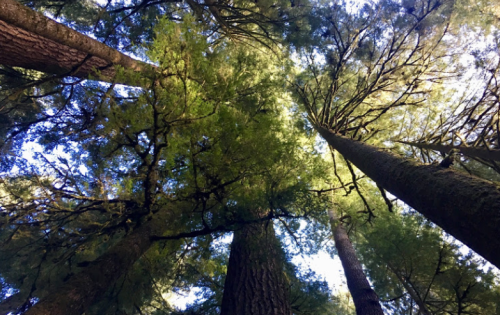 Looking up at tall trees with lush green foliage against a bright blue sky.