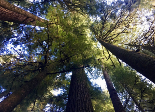 Looking up at tall trees with green foliage against a bright blue sky. Sunlight filters through the branches.