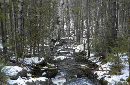 A serene forest scene with a flowing stream, surrounded by snow-covered rocks and trees in a winter landscape.