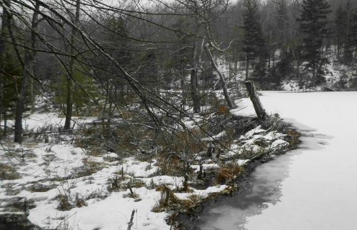 A snowy landscape with a frozen pond, bare trees, and a misty atmosphere in a wooded area.