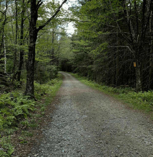 A gravel path winds through a lush green forest, flanked by trees and ferns under a cloudy sky.