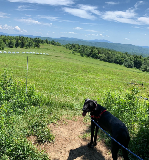 A black dog stands on a path overlooking a green field and distant mountains under a blue sky with fluffy clouds.