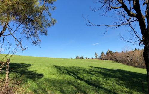 A lush green field under a clear blue sky, framed by trees on either side.