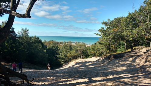 A sandy path leads down to a beach with trees on either side and a clear blue sky above.