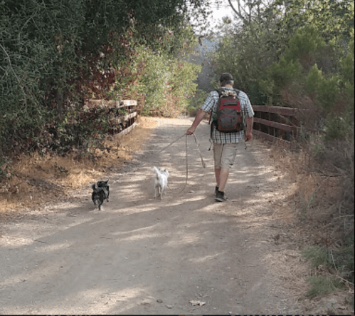 A person walks two dogs along a dirt path, surrounded by greenery and a wooden bridge in the background.