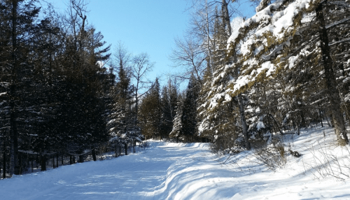 A snowy path winds through a forest of tall trees under a clear blue sky.