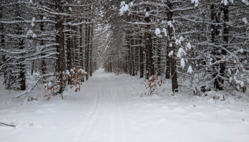 A snowy forest path lined with tall trees, creating a serene winter landscape.