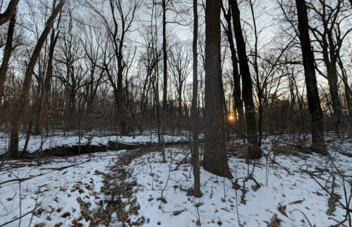 A snowy forest at sunset, with bare trees and a winding path leading through the tranquil scene.