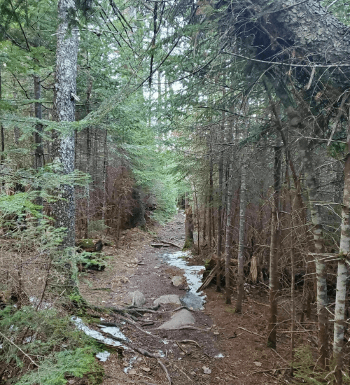 A narrow dirt path winds through a dense forest of tall trees and scattered rocks, with patches of snow on the ground.