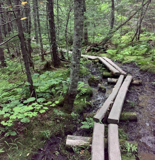 A winding wooden path through a lush green forest, surrounded by ferns and trees, with a small stream nearby.