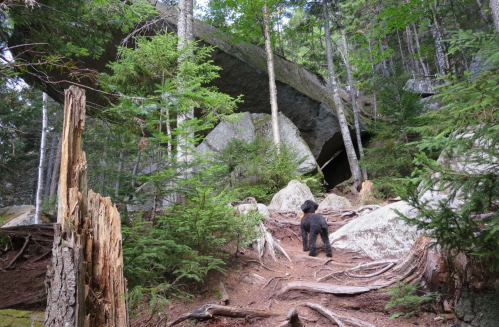 A dog stands on a forest path, surrounded by tall trees and large boulders, leading to a cave-like opening.