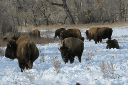 A herd of bison grazing in a snowy landscape with sparse trees in the background.