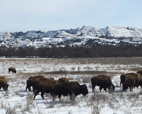 A herd of bison grazing in a snowy field with mountains in the background under a clear sky.