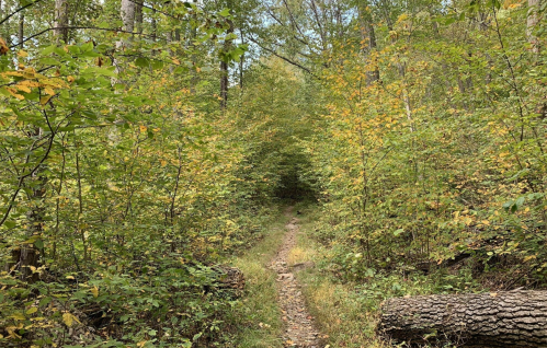 A narrow dirt path winds through a lush, green forest with trees showing hints of autumn colors.