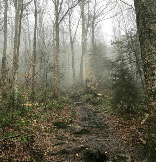 A misty forest path surrounded by bare trees and damp foliage, creating a serene, foggy atmosphere.