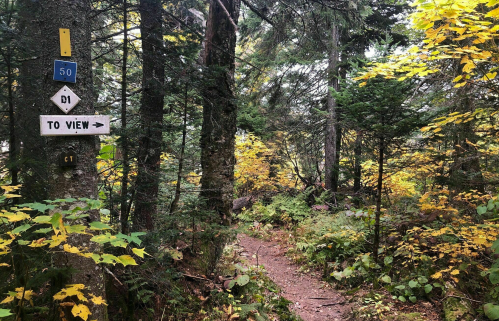 A forest trail with directional signs and vibrant autumn foliage.