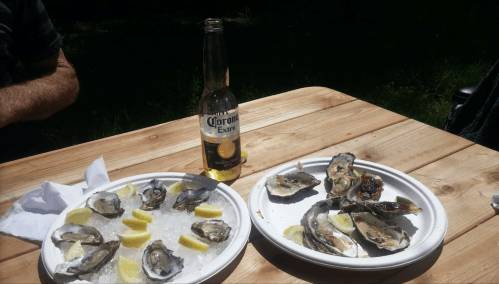 Two plates of oysters on ice with lemon wedges, accompanied by a bottle of Corona beer on a wooden table.
