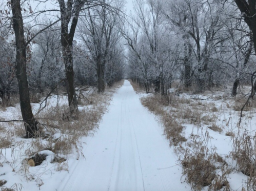 A snowy path lined with frosted trees, leading through a winter landscape.