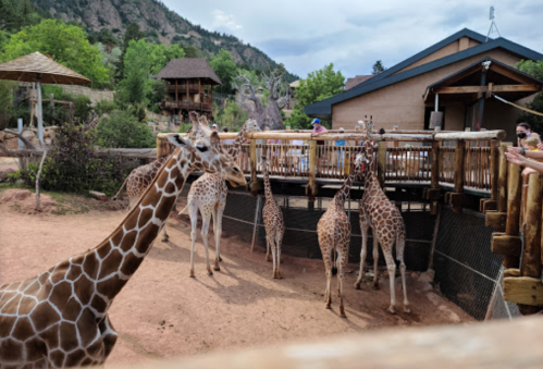 A group of giraffes in a zoo enclosure with visitors observing from a wooden platform in the background.