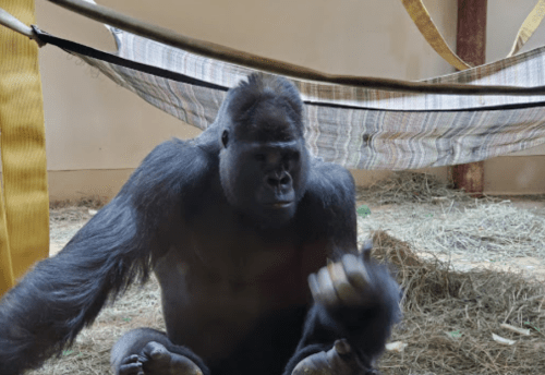 A gorilla sits on the ground, looking thoughtfully while surrounded by a hammock and straw.