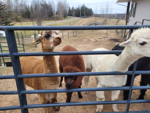 A group of three llamas and alpacas peering through a fence on a farm, with trees and a road in the background.