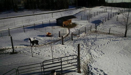 A snowy landscape with a horse walking near a small barn and fenced areas, surrounded by trees.