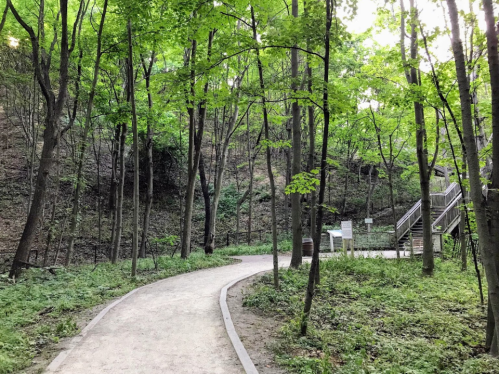 A winding path through a lush green forest with trees and a wooden staircase in the background.